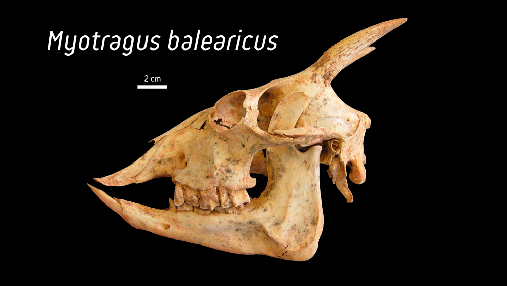 Myotragus balearicus, el misterioso bóvido de las Islas Baleares