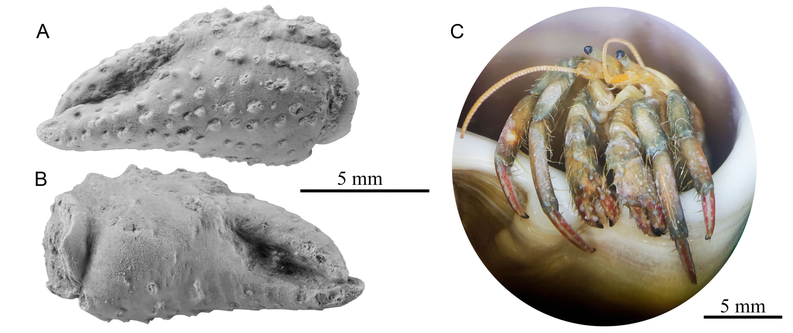 Nuevos fósiles en el MCNUZ, los cangrejos ermitaños del Pirineo aragonés