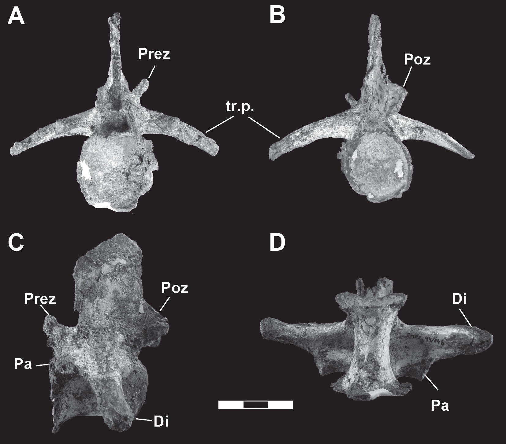 Descritas las vertebras de Maledictosuchus - Museo de Ciencias Naturales de  la Universidad de Zaragoza