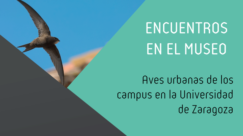 Aves urbanas de los Campus en la Universidad de Zaragoza